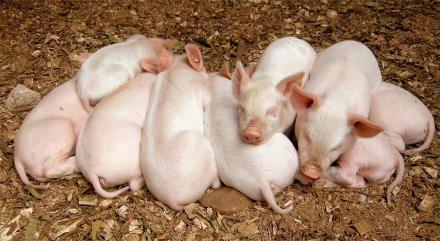 空气能热泵解决养猪难问题